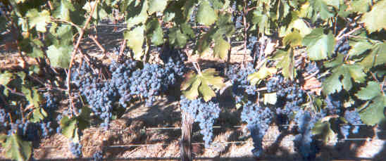 Wine Grapes in Livermore, California